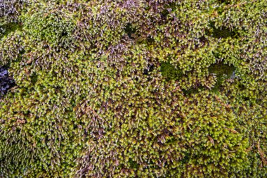 Yosun kaplı bir kayaya yakın çekim