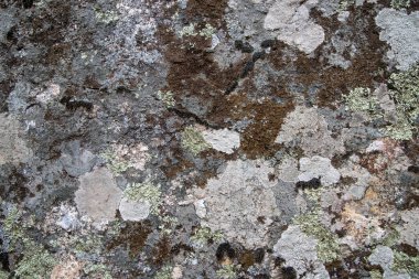 Lichen kaplı gri granit kayalar doku veya arkaplan olarak