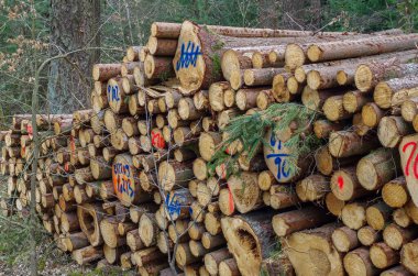 Kesilen ağaçlar ormanın kıyısındaki bir yığının içinde yatıyor.