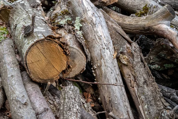 Édes gesztenyéből készült mállott fa — Stock Fotó