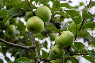 Elma ağacında asılı yeşil elmalar
