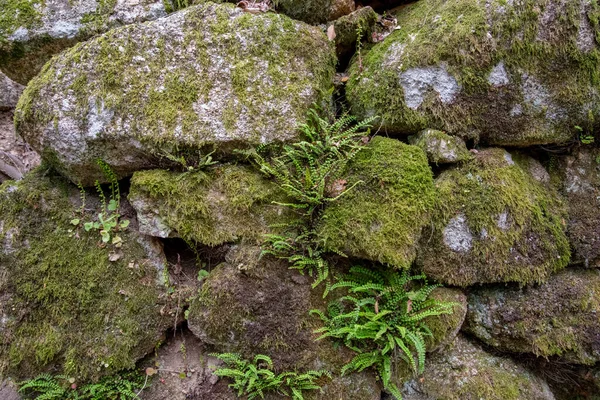 Természetes kőfal közelsége mohával és kis páfránnyal textúrában vagy háttérben — Stock Fotó