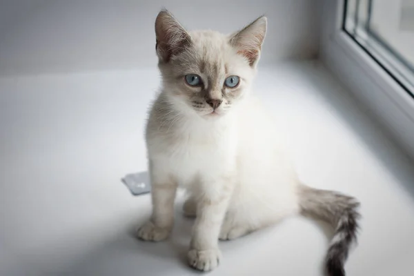 Білий Кошеня Блакитними Очима Лежить Підвіконні Спить — стокове фото