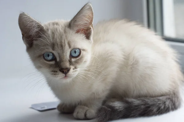 Mavi Gözlü Beyaz Bir Kedi Yavrusu Pencere Eşiğinde Uzanıyor Uyuyor — Stok fotoğraf