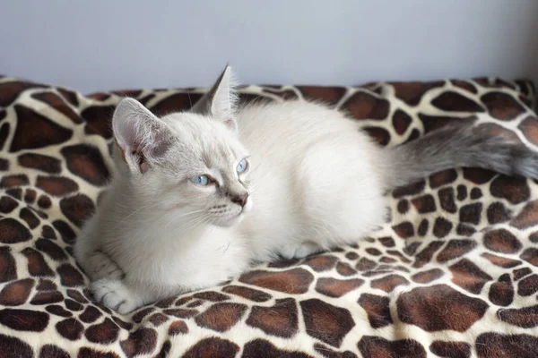 Gatito Blanco Con Ojos Azules Yace Alféizar Ventana Duerme —  Fotos de Stock