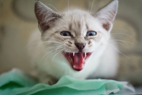 White Kitten Blue Eyes Lies Windowsill Sleeps — Stock Photo, Image