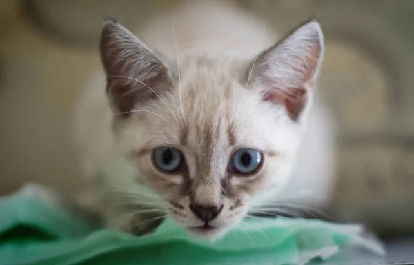 Gatito Blanco Con Ojos Azules Yace Alféizar Ventana Duerme — Foto de Stock