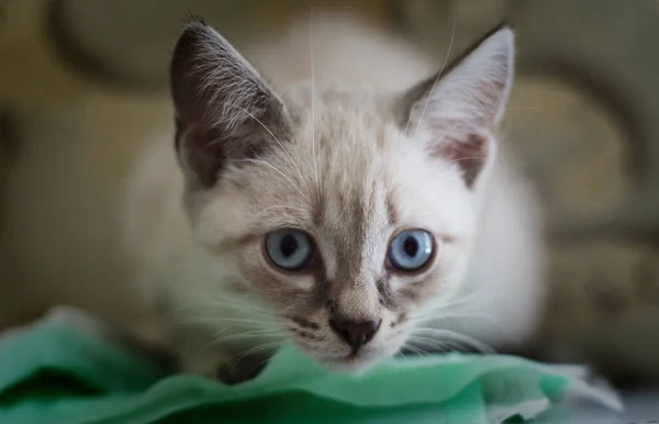 Chaton Blanc Aux Yeux Bleus Repose Sur Rebord Fenêtre Dort — Photo