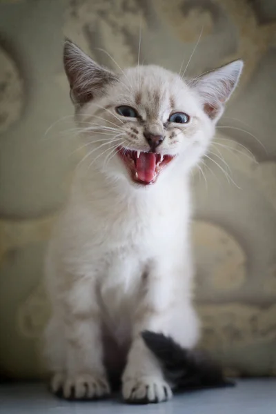 Chaton Blanc Aux Yeux Bleus Repose Sur Rebord Fenêtre Dort — Photo