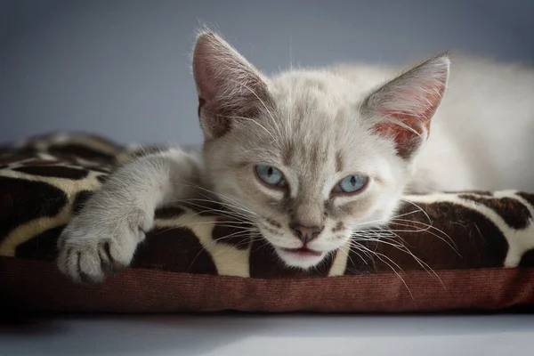 Gattino Bianco Con Gli Occhi Azzurri Giace Sul Davanzale Dorme — Foto Stock