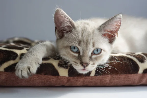 Gatinho Branco Com Olhos Azuis Fica Peitoril Janela Dorme — Fotografia de Stock