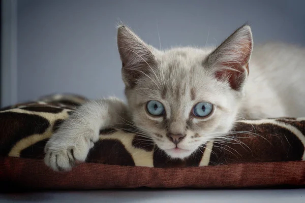 Een Wit Poesje Met Blauwe Ogen Ligt Vensterbank Slaapt — Stockfoto