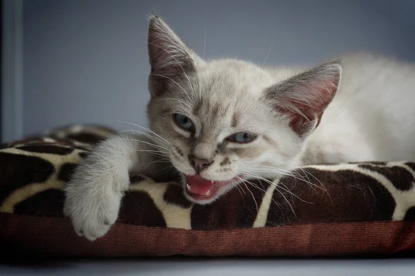 Gatinho Branco Com Olhos Azuis Fica Peitoril Janela Dorme — Fotografia de Stock