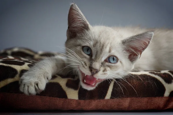 Білий Кошеня Блакитними Очима Лежить Підвіконні Спить — стокове фото