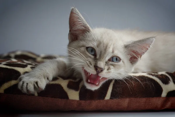 Bílé Kotě Modrýma Očima Leží Parapetu Spí — Stock fotografie
