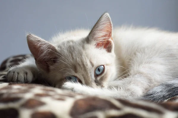 Gatito Blanco Con Ojos Azules Yace Alféizar Ventana Duerme — Foto de Stock