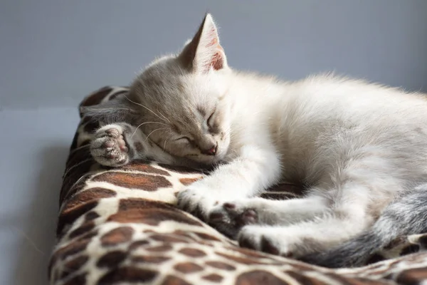 Белый Котенок Голубыми Глазами Лежит Подоконнике Спит — стоковое фото