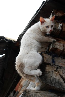 Barnaul, Rusya-22 Haziran 2020. Altai Bölgesi 'ndeki Ob Nehri' nde sel