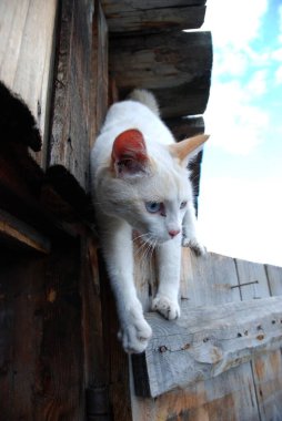 Barnaul, Rusya-22 Haziran 2020. Altai Bölgesi 'ndeki Ob Nehri' nde sel
