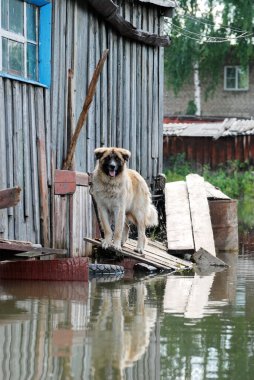 Barnaul, Rusya-22 Haziran 2020. Altai Bölgesi 'ndeki Ob Nehri' nde sel