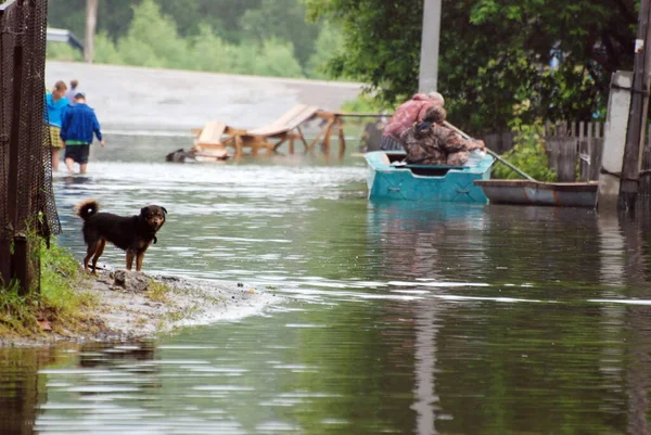 Barnaul Russie Juin 2020 Inondation Sur Rivière Dans Territoire Altaï — Photo