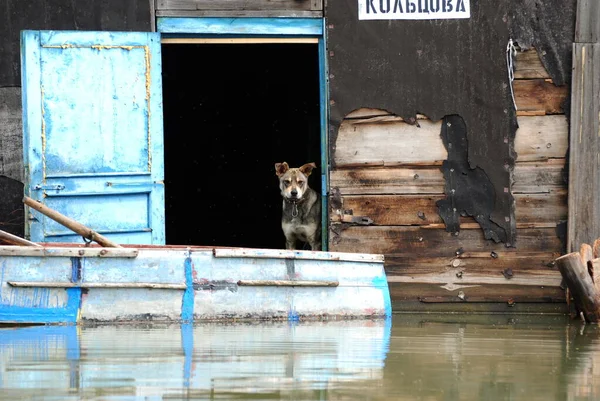 Flood on the Ob River in the Altai Territory