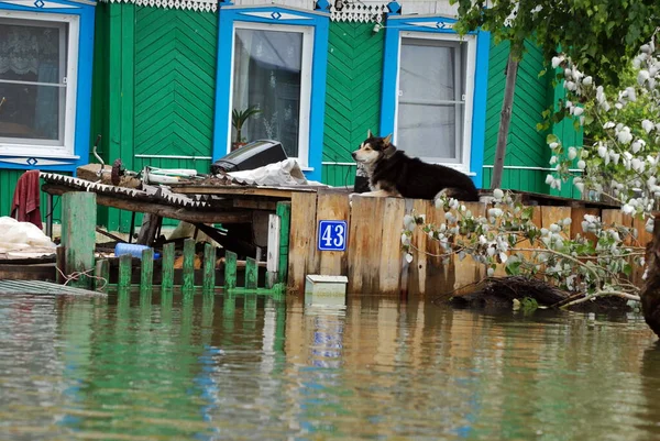 Inondation Sur Rivière Dans Territoire Altaï — Photo
