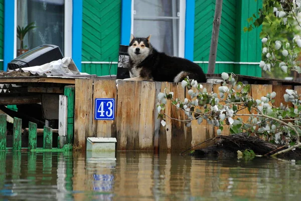 Altai Bölgesi 'ndeki Ob Nehri' nde sel