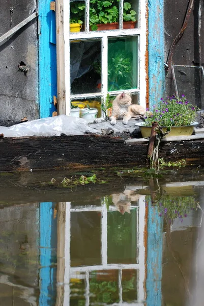 Barnaul Russie Juin 2020 Inondation Sur Rivière Dans Territoire Altaï — Photo