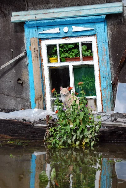 Barnaul Russia June 2020 Flood River Altai Territory — Stock Photo, Image