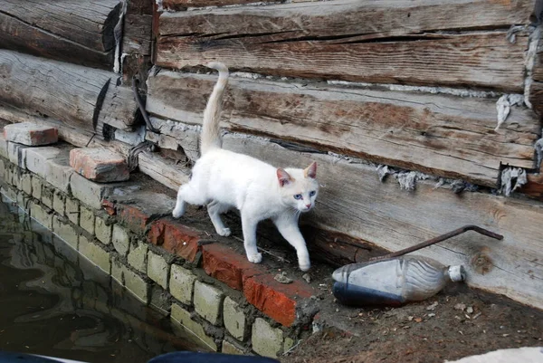 Barnaul Rússia Junho 2020 Inundação Rio Território Altai — Fotografia de Stock