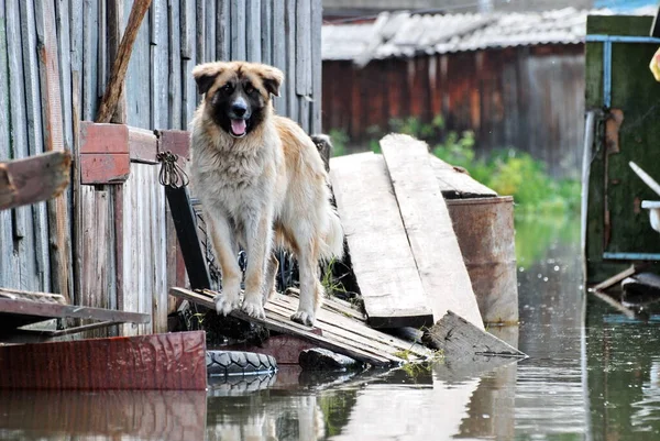 Barnaul, Rusya-22 Haziran 2020. Altai Bölgesi 'ndeki Ob Nehri' nde sel