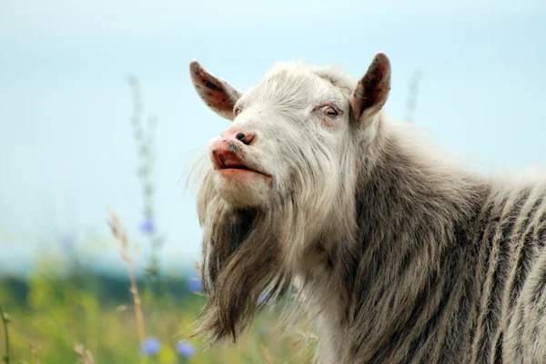 Geit agressief leider kijkt naar de grazen — Stockfoto