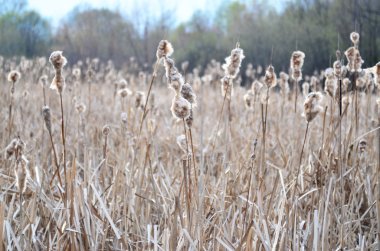 Sonbahar sazlık Sibirya'da gölde