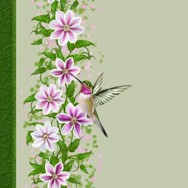 dikey çiçek sınır beyaz clematis çiçek, kuş sinekkuşu