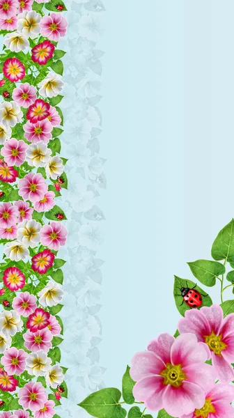 Sfondo floreale, foglie verdi, rosso, bianco, rosa primula fiori, foglie verdi, rosso, bianco, rosa primula fiori — Foto Stock