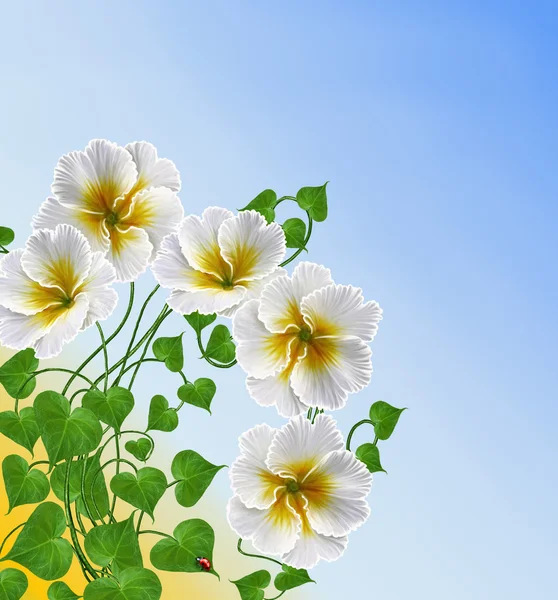 Fondo floreale fiori bianchi primula, cielo blu — Foto Stock