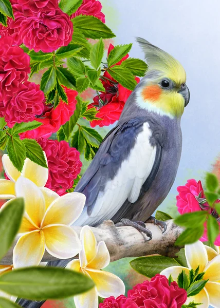 Corela de papagaio de pássaro e flores brancas plumeria, frangipani — Fotografia de Stock