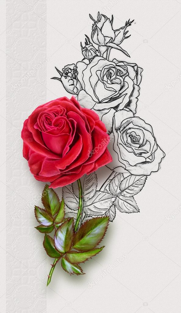 Red Rose Closeup Isolated On A White Background With
