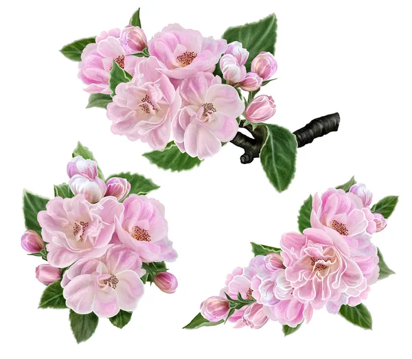 Pronti. Fiori rosa di mela. Alberi in fiore. Fioritura primaverile . — Foto Stock