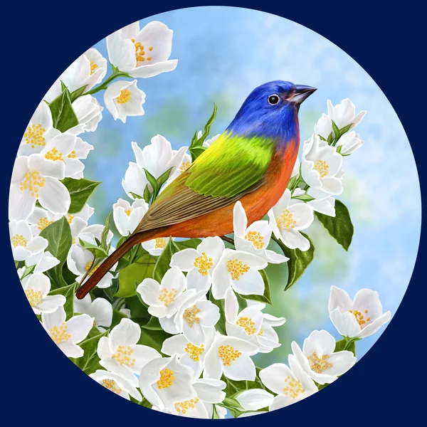 O pássaro brilhante em um ramo de uma primavera de jasmim florescente. Círculo Forma redonda . — Fotografia de Stock