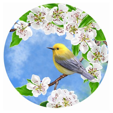 Bright yellow little bird on a branch of a blossoming pear in a circle. Round form. Painting.