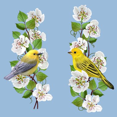 Set. Composition. Yellow bird on a branch of a flowering pear. White flowers.