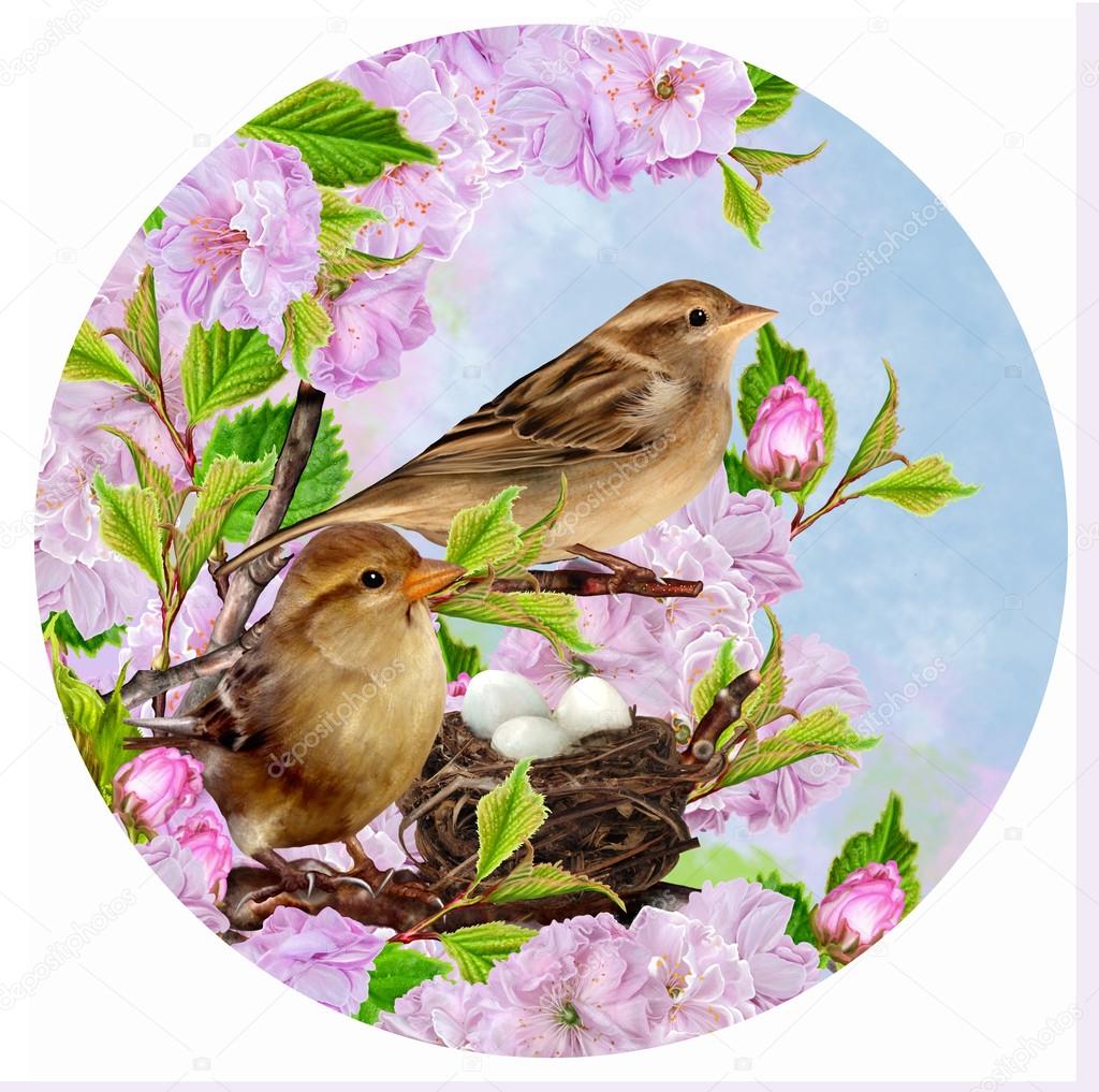 Two sparrows on near the nest on the background of the cherry blossoms, circle. Round form.