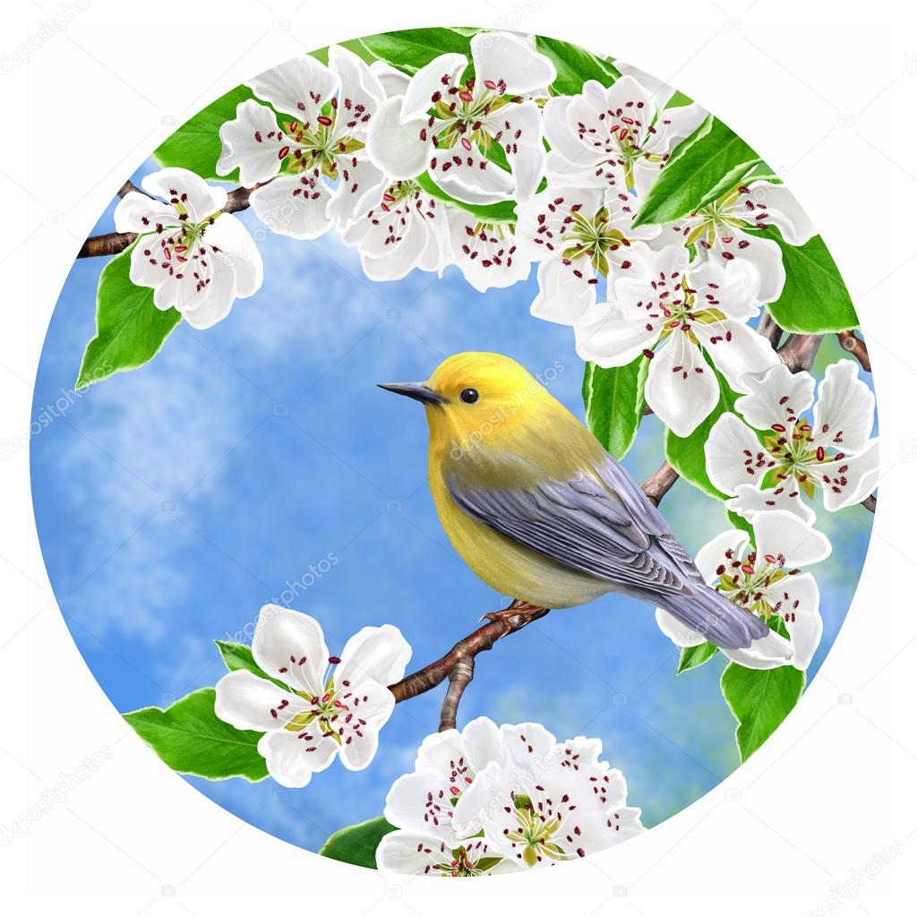 Jaune Vif Petit Oiseau Sur Une Branche Dune Poire En Fleurs