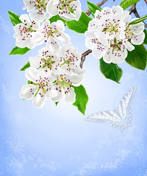 Sfondo floreale. Il ramo di una pera fiorita. Paesaggio primaverile. Fiori bianchi. Alberi in fiore . — Foto Stock