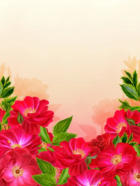 Sfondo floreale.Fiori rose rosse . — Foto Stock