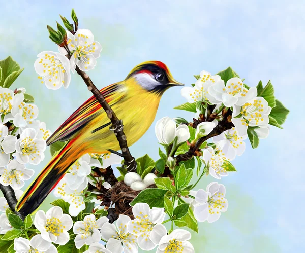 Little yellow bird on a branch of cherry blossoms — Stock Photo, Image