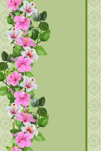 Borde vertical de la flor, patrón, patrón, fondo floral, sin costura.Flores de hibisco rosa y blanco. Tropical, exótico . — Foto de Stock