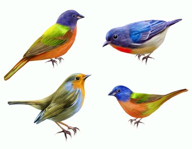 Set. Small bright birds. Isolated. Vector illustration.